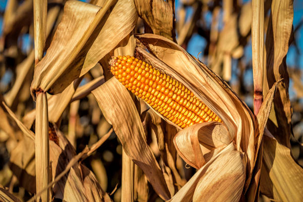 줄기에 잘 익은 옥수수 코브 - corn on the cob corn dry dried food 뉴스 사진 이미지
