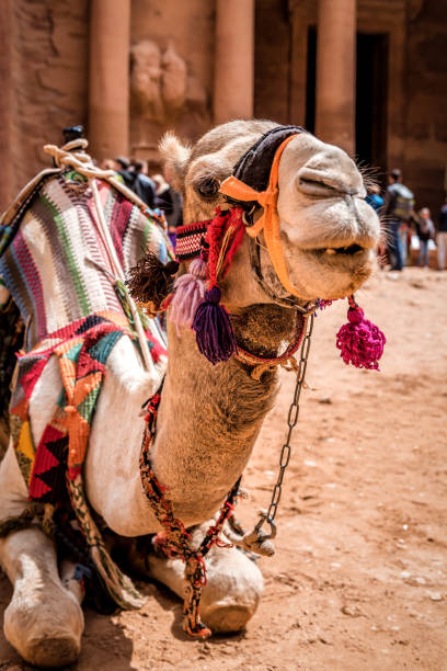 camello en la antigua ciudad nabatea de petra, jordania - petra antiquities jordan middle east fotografías e imágenes de stock