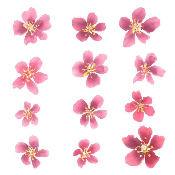istock Sakura cherry blossom watercolor isolated flower 1367006505