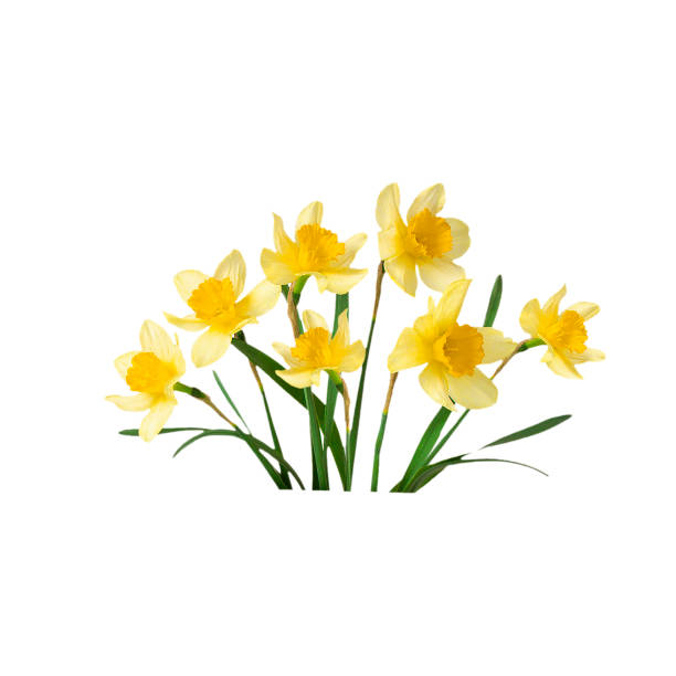 belo buquê amarelo narciso, fundo isolado e branco. - daffodil bouquet isolated on white petal - fotografias e filmes do acervo