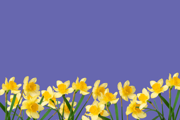 Beautiful bouquet yellow narcissus, frame or border on a blue background.