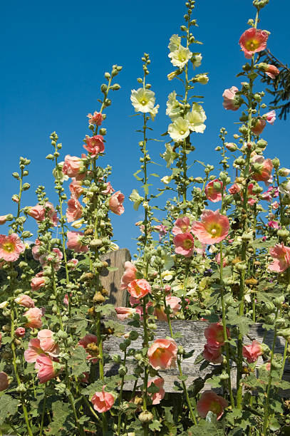 Hollyhock flowers growing tall in sunlight against a clear blue sky.