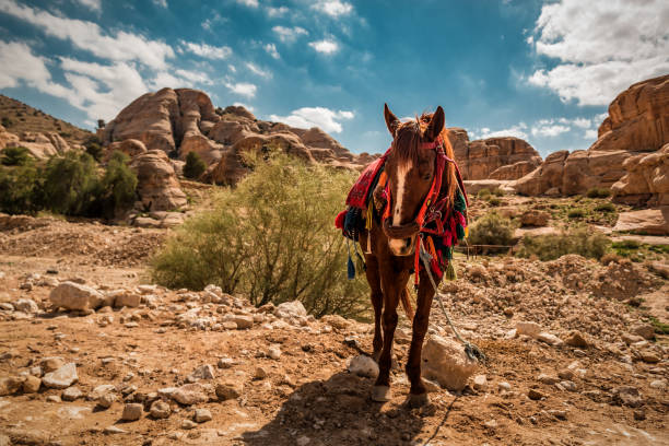 istock cute horse in rocky desert 1367007403