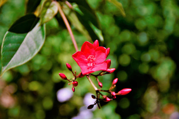 istock The red flower of Jatropha 1367007440