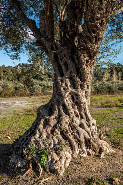 istock Close-up trunk of a century-old olive tree in nature 1367008045