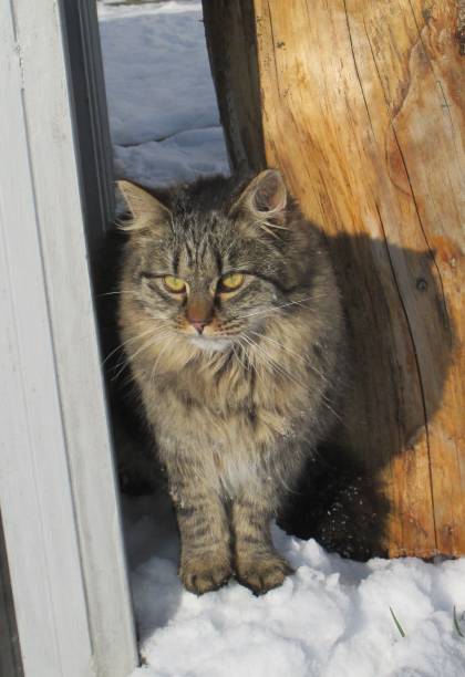 istock Fluffy cat outside in the snow 1367008555