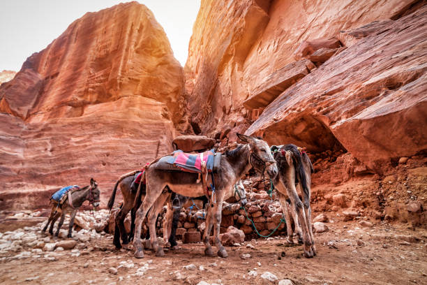A donkey or mule with a saddle on his back in red deserted area. Jordan