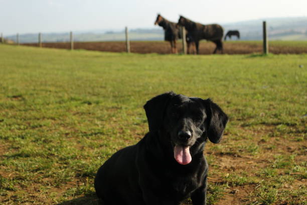 istock Black labrador mix dog pet 1367008671