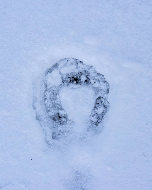 istock Snow background with a single horseshoe track. 1367008844