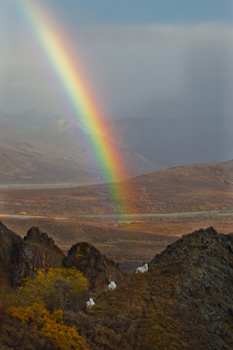 A rainbow and Dall Sheep Rams (Ovis dalli) at Polychrome Pass high above the Plains of Murie Denali National Park, Alaska.