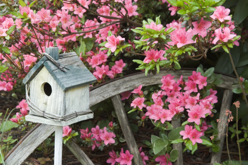 Pink azaleas as yard decoration with weathered birdhouse and rustic wagon wheel, home gardening and landscaping in Pennsylvania, PA, USA.
