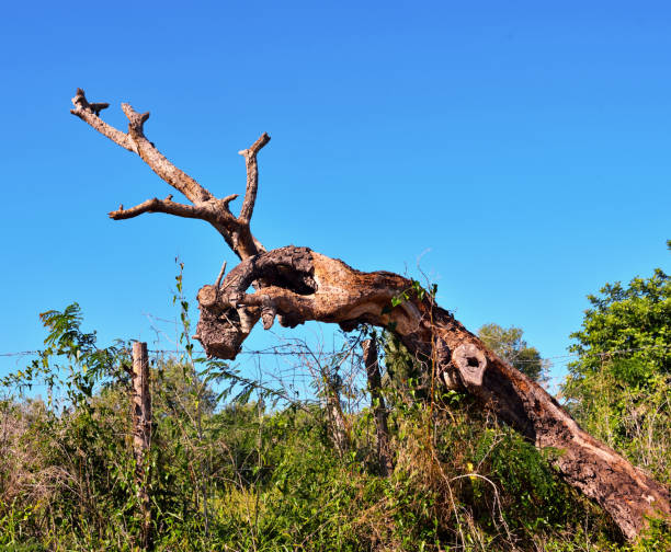 istock vendicari nature reserve sicily italy 1367010557
