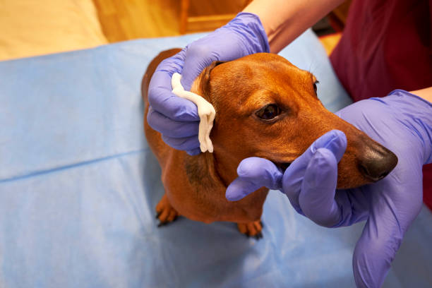 Veterinarian examining a dog Cleaning the ears of a dog in a veterinary clinic finnish hound stock pictures, royalty-free photos & images