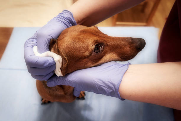 istock Cleaning the ears of a dog 1367011012