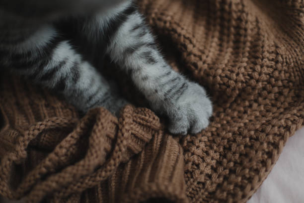 istock Fluffy cat paws on a warm knitted sweater. Cozy home atmosphere 1367011679