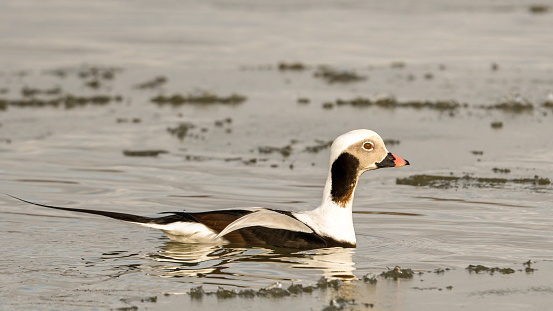 adult male long tailed duck swimming thru the icy water