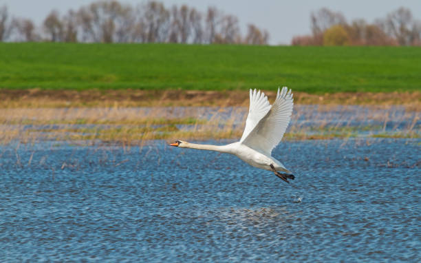 istock white swan takes off from the blue lake 1367013636