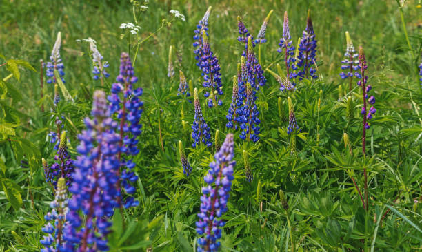 istock blue flowers among the green grass 1367013649