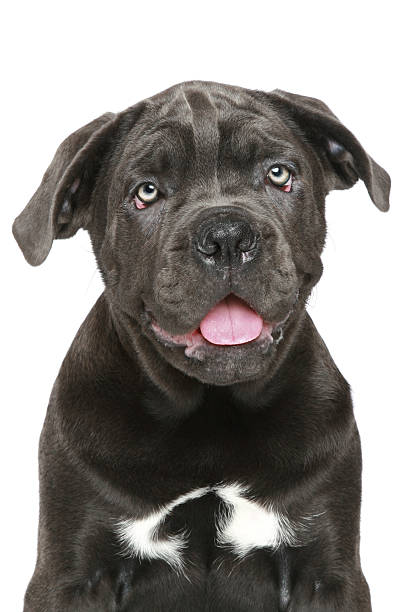 istock Cane corso puppy Close-up portrait 136701425