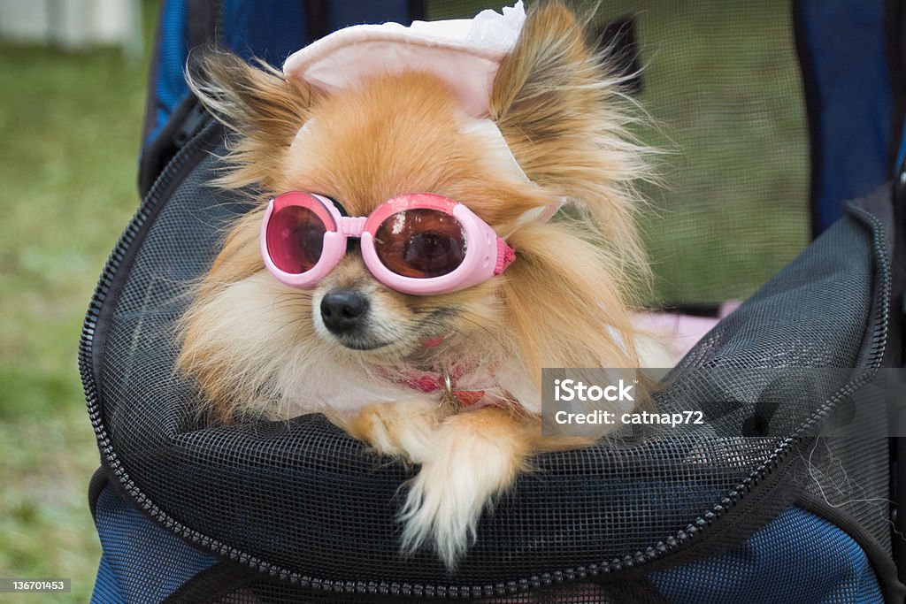 Dog Dressed Up In Hat and Sunglasses, Canine Glamour Dog dressed up in fancy fashion glasses and hat, glamourous style and poise in pink, purebred miniature pomeranian. Dog Stock Photo