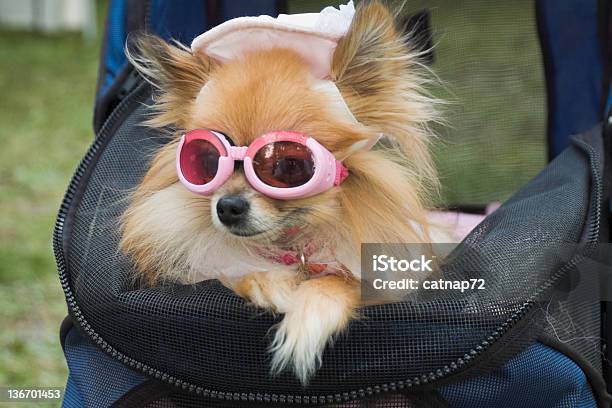 Dog Dressed Up In Hat And Sunglasses Canine Glamour Stock Photo - Download Image Now