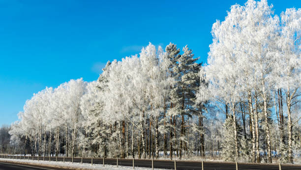 istock Snow-covered tree branches against the blue sky. Trees are covered with snow and hoarfrost against the blue sky. 1367015421