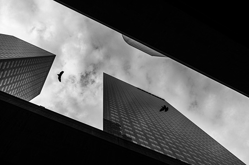 Upward view of downtown skyscrapers with birds flying