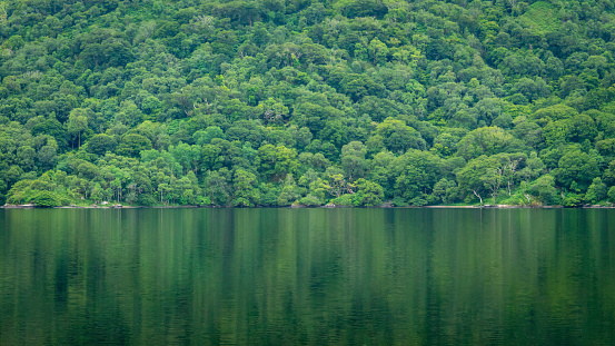 Green Uragh Wood Reflecting on Inchiquin Lake, County Kerry