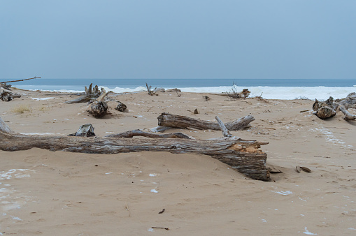 Twisted and swirled driftwood on and Oregon beach.