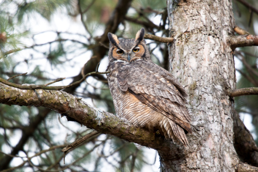 Great Horned Owl Perched