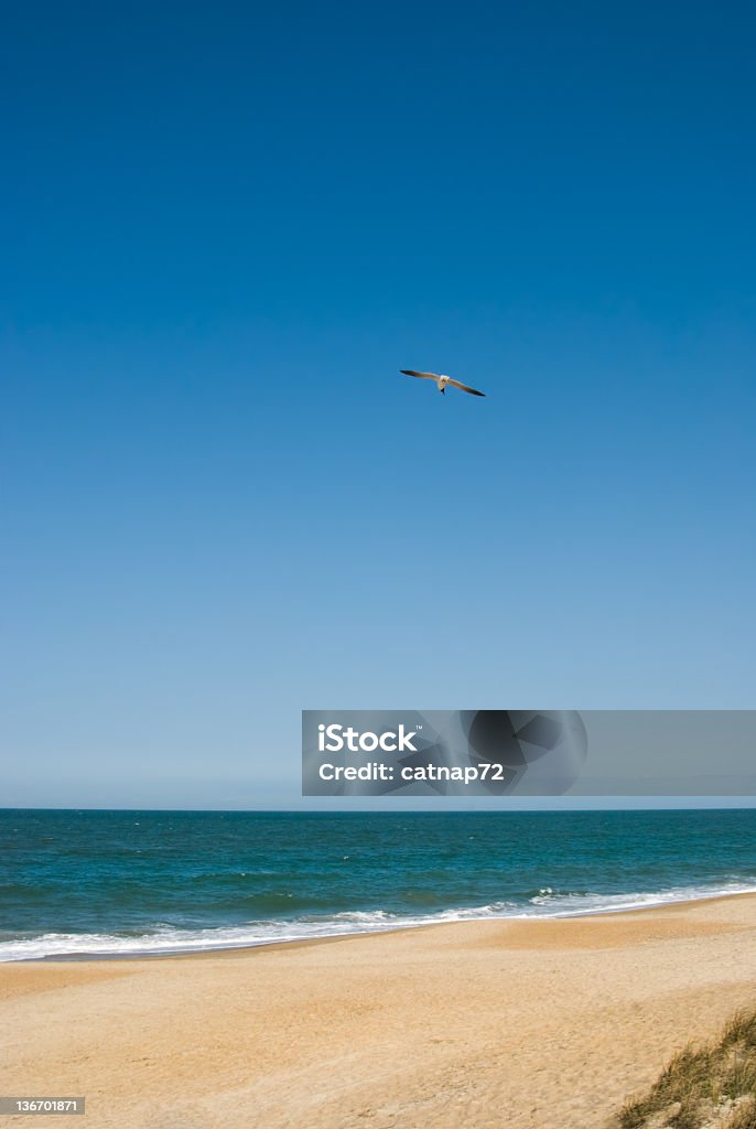 Seagull Flying Over Beach Lone seagull flying against full blue sky at the beach, minimalist composition, tidewater eastern Viriginia, VA, USA. Above Stock Photo