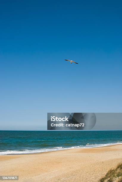 Seagull Flying Over Beach Stock Photo - Download Image Now - Above, Activity, Beach