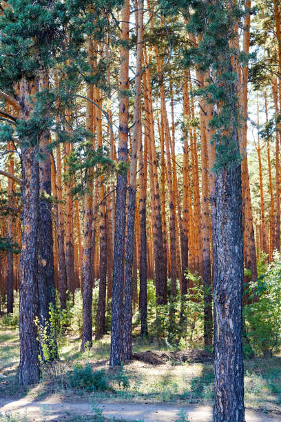 istock pine trees in forest in sunny day 1367019635