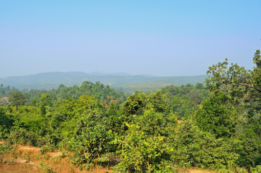 Subtropical forest in india from the hight