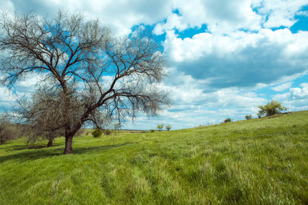 Several trees standing alone with blue sky and grass. Landscape of the Ukrainian plain Several trees standing alone with blue sky and grass. Landscape of the Ukrainian plain. n11 stock pictures, royalty-free photos & images