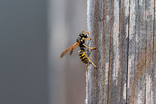 A European forest wasp gnawing a peace of wood