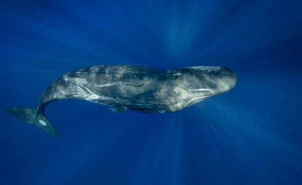 Solo Sperm Whale stock photo