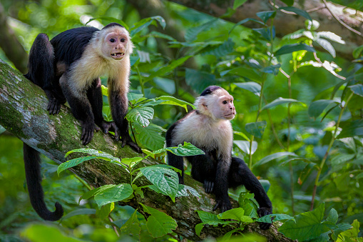 White-Faced Capuchin Monkey (Cebus capucinus), Cahuita National Park, Costa Rica