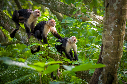 Tres bebés monos capuchinos de cara blanca en las copas de los árboles en el Parque Nacional Cahuita, Costa Rica photo