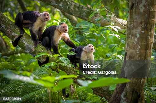 istock Three white-Faced Capuchin Monkey baby in tree tops at Cahuita National Park, Costa Rica 1367026054