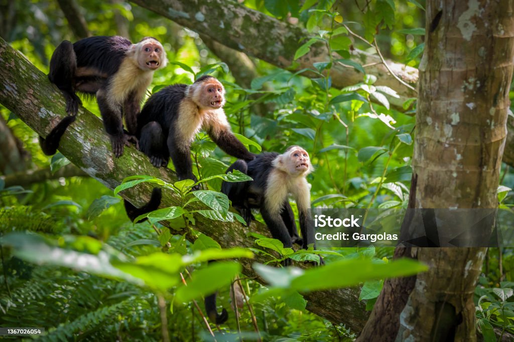 Three white-Faced Capuchin Monkey baby in tree tops at Cahuita National Park, Costa Rica White-Faced Capuchin Monkey (Cebus capucinus), Cahuita National Park, Costa Rica Costa Rica Stock Photo