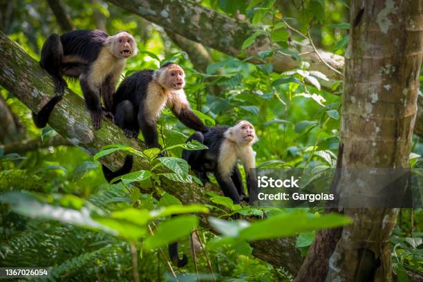 Three Whitefaced Capuchin Monkey Baby In Tree Tops At Cahuita National Park Costa Rica Stock Photo - Download Image Now