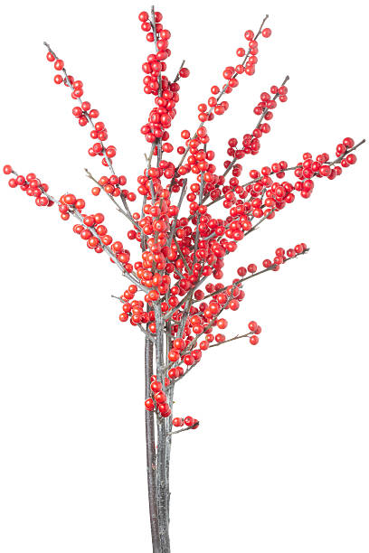 istock Christmas branch with red berries 136702691