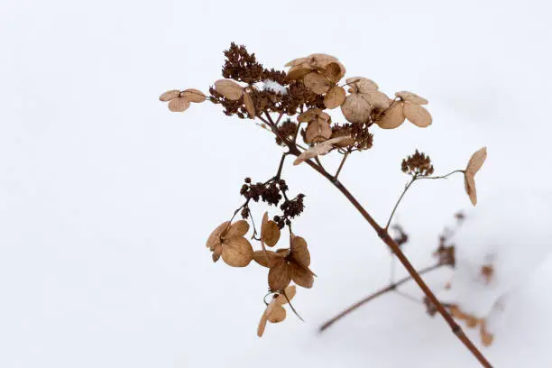 Dry hydrangea flowers in winter against a background of white snow
