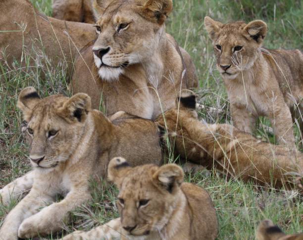 istock Pride of lions 1367027001