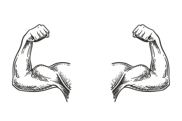 ilustrações de stock, clip art, desenhos animados e ícones de muscular hands sketch - human muscle illustrations