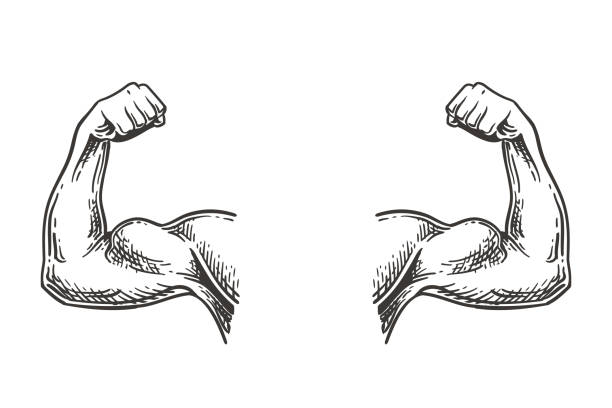 эскиз мускулистых рук - human muscle illustrations stock illustrations
