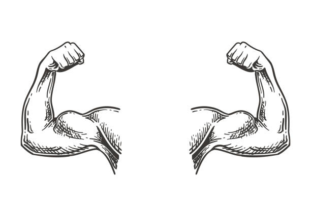 Muscular hands sketch Muscular hands arms of strong man bodybuilder sketch engraving vector illustration. Bodybuilder muscle flex arm. Strong macho biceps. biceps femoris stock illustrations