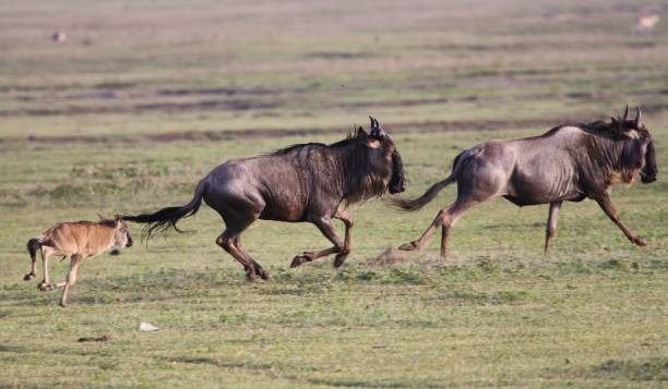 istock Wildebeest family running 1367027640