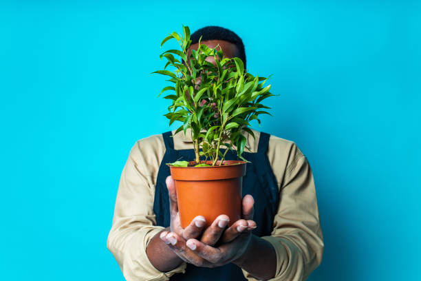 latin man gardener holds pot with a plants in studio blue background latin man gardener holds pot with a plants in studio blue background. isolated color stock pictures, royalty-free photos & images
